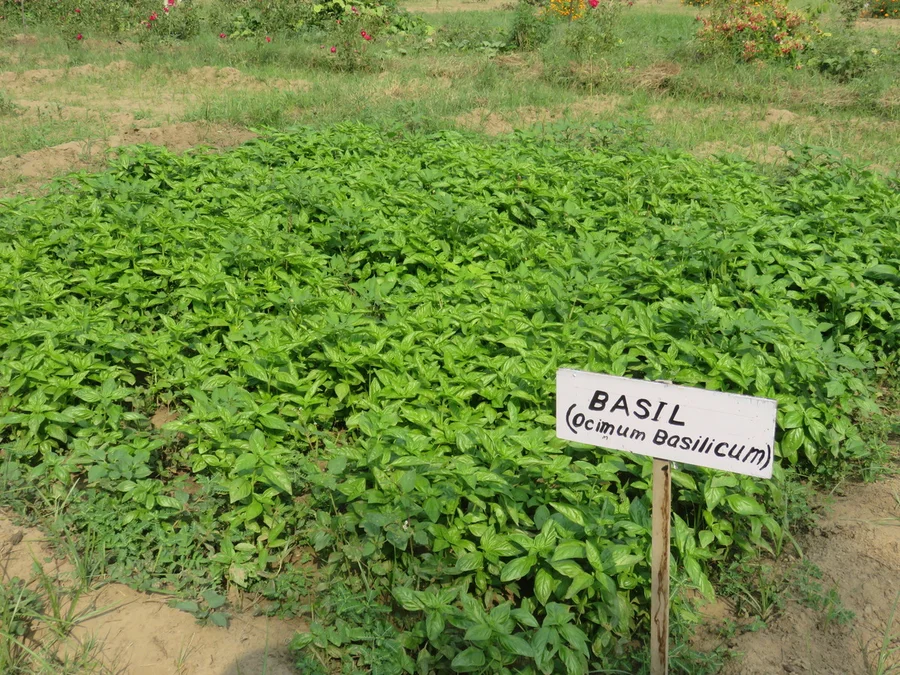 bio sweet basil 2nd generation seeds 1200